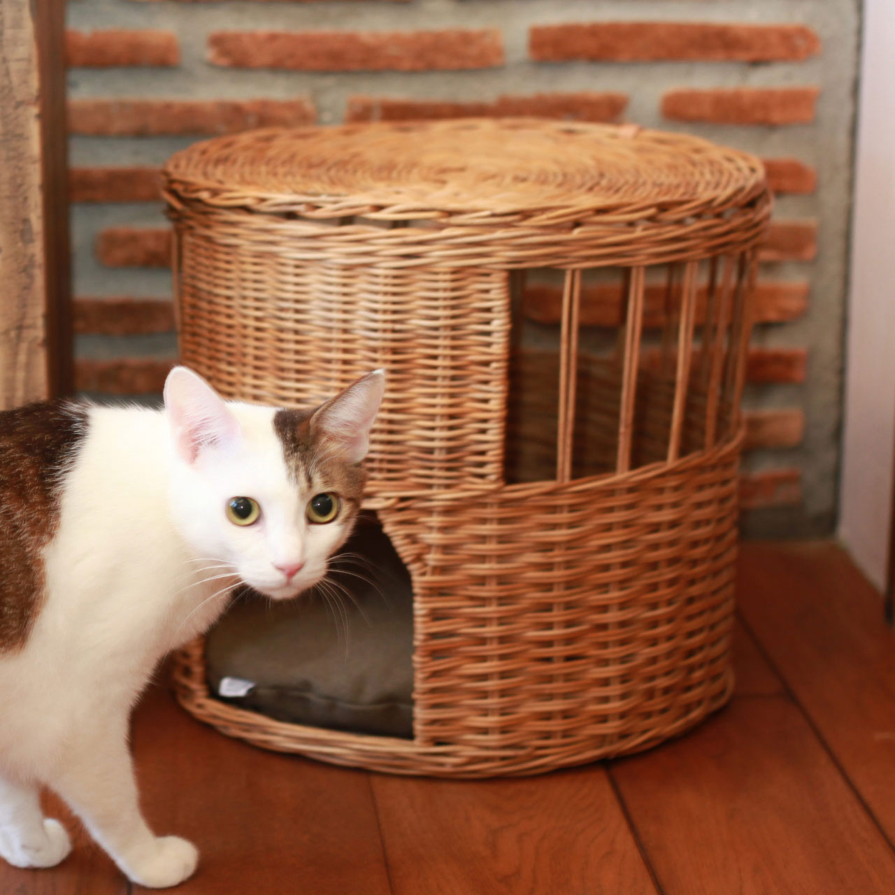 CAT HOUSE with LID -BY THE AROROG.- / ねこハウス ふた付き -バイ ジ 